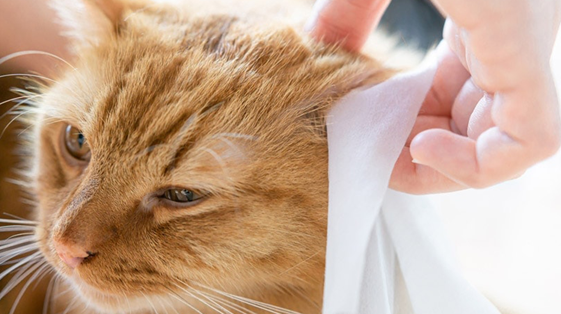 Gites d'animaux - un nouveau choix pour le nettoyage des animaux