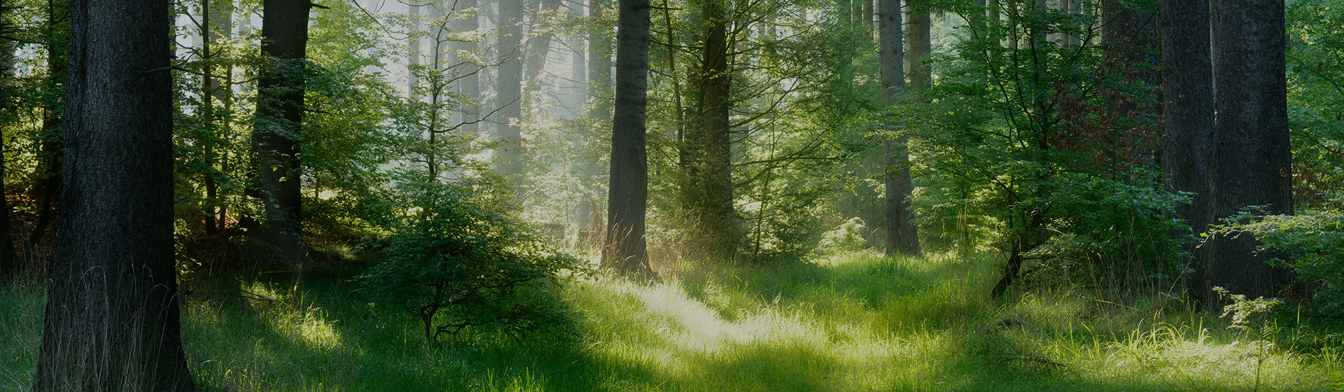 Zhejiang Starryapex Biotechnology Co., Ltd.